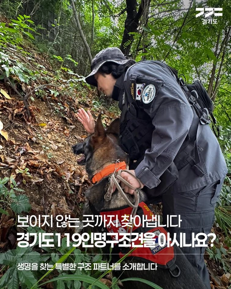 🐕 보이지 않는 곳까지 찾아내는 특별한 구조 파트너, 경
